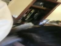 Jenessa Tejano sucking her dogs dick